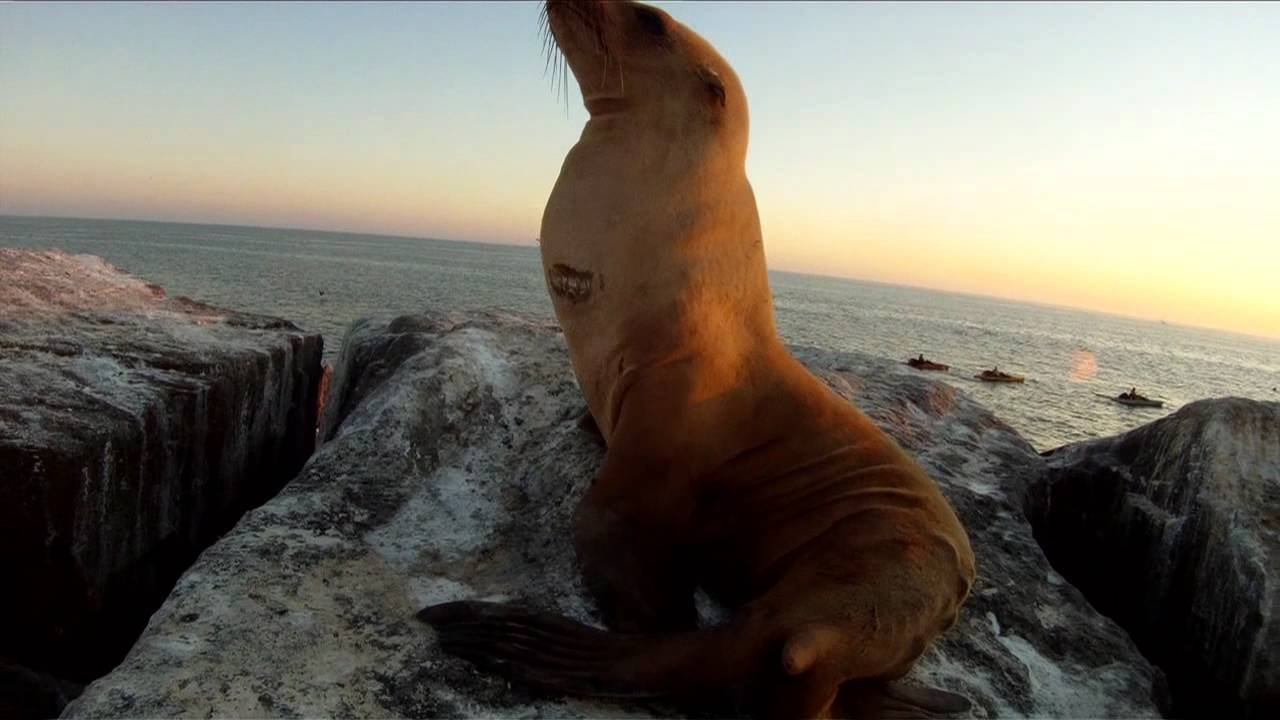 Oscar Baby Seal 2 H 264 YouTube:Vimeo HD Oscar Baby Seal 2 H 264 YouTube:Vimeo HD